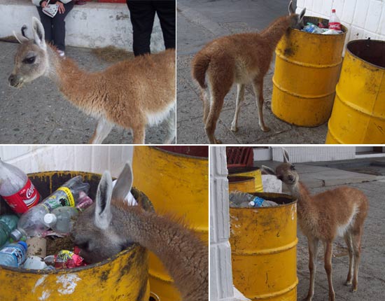 vicuña urbana